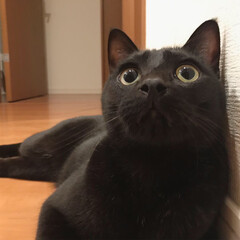 黒猫/はなび/わたしのお気に入り/LIMIAペット同好会/ペット/猫/... はなちゃんの鼻穴がお気に入り♡
興奮する…(3枚目)