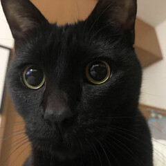 黒猫/はなび/LIMIAペット同好会/ペット/猫/にゃんこ同好会 黒猫は写真が難しいです。
はなちゃんは一…(1枚目)