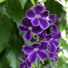 お出かけ中に見つけたお花等/おでかけ 最近 ぱっと めに入ったお花

青紫のお…(3枚目)