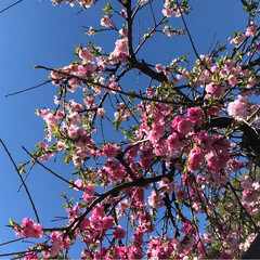 しだれ桜/散歩 カイドウが 綺麗だった お宅の
しだれ桜…(2枚目)