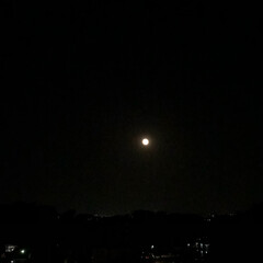 満月🌕 今日は 満月🌕 ですね！ 夜空に燦然と輝…(3枚目)