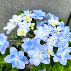 ガーデン/風景/Flower 🌺🍹🐊🍉🌴🌺🌴

🌴🦩今日の紫陽花🍃🤍💙…(1枚目)