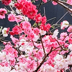 Flower/SAKURA/ガーデン 🌋🌴🌊🌺🌈🍃🌸🐝🌸🍃

❀.(*´▽`*…(3枚目)