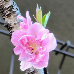 Flower/ガーデニング出張サービス 🌈🌋🌴🌊🌺🌈🐠🌴💓

🌴🦩これは🌸桜🌸⁉…(1枚目)