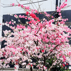 Flower/SAKURA/ガーデン 🌋🌴🌊🌺🌈🍃🌸🐝🌸🍃

❀.(*´▽`*…(2枚目)