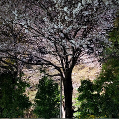桜/春/風景 🌺🍹🐊🍉🌴🌺🌴こんばんは(*^▽^*)ノ…(3枚目)
