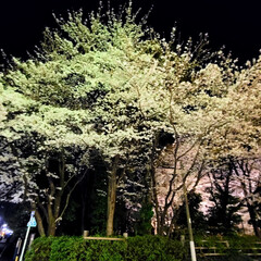 桜/春/風景 🌺🍹🐊🍉🌴🌺🌴こんばんは(*^▽^*)ノ…(1枚目)