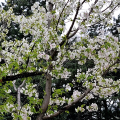 桜/Flower/皇居周辺/風景 🌺🍹🐊🍉🌴🌺🌴こんばんは(*^▽^*)ノ…(5枚目)