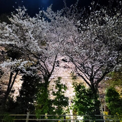 桜/春/風景 🌺🍹🐊🍉🌴🌺🌴こんばんは(*^▽^*)ノ…(4枚目)