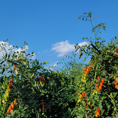 ガーデン/Flower/畑の野菜 🌺🍹🐊🍉🌴🌻🌴🍍

🌴🦩夏空にミニトマト…(1枚目)