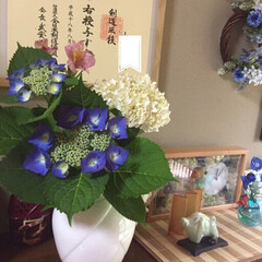 令和元年フォト投稿キャンペーン/フォロー大歓迎/風景/暮らし 今朝の我が家の💠💠💠紫陽花たちです•*¨…(5枚目)