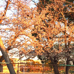 桜/夕焼け/高校/フォロー大歓迎/風景 昨日の夕暮れ

夕日に照らされたオレンジ…(2枚目)