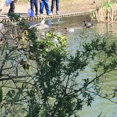 桜/水仙/鯰池/鴨と子供たち/公園/フォロー大歓迎/... まめ🐶と久々昼のお散歩にでかけてきました…(5枚目)