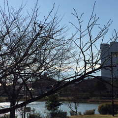 桜/水仙/鯰池/鴨と子供たち/公園/フォロー大歓迎/... まめ🐶と久々昼のお散歩にでかけてきました…(3枚目)