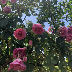 お花/LIMIAおでかけ部/おでかけ/おでかけワンショット 今日のお花💐

公園で咲くバラの花🌹見上…(1枚目)