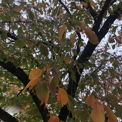 お散歩/紅葉/秋 秋らしい一枚✨
忙しくて、日常の中でしか…(1枚目)