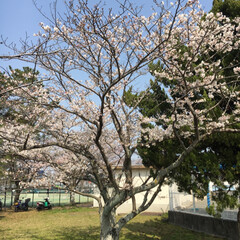 桜/春のフォト投稿キャンペーン/おでかけ/風景/おでかけワンショット 今日は２０度を超える暖かい1日❣️
近所…(1枚目)