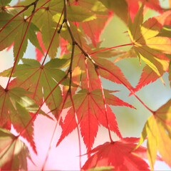 紅葉/モミジ/秋/風景 びわ湖文化公園のモミジです。
青空に映え…(3枚目)