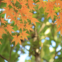 紅葉/モミジ/秋/風景 びわ湖文化公園のモミジです。
青空に映え…(2枚目)
