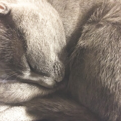 ペット/猫 膝の上で寝てるソラちゃんです💤
気持ち良…(1枚目)