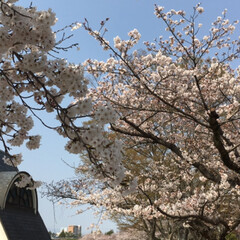 桜/春のフォト投稿キャンペーン/おでかけ/風景/おでかけワンショット 今日は２０度を超える暖かい1日❣️
近所…(3枚目)