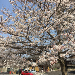 桜/春のフォト投稿キャンペーン/おでかけ/風景/おでかけワンショット 今日は２０度を超える暖かい1日❣️
近所…(2枚目)