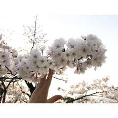 春休み/春/お花見/桜/お散歩/フォロー大歓迎/... おばさんぽしてきました♪
夕方の桜も綺麗…(1枚目)