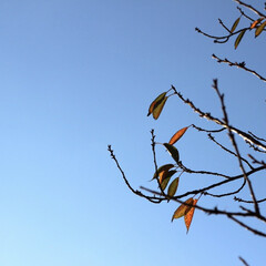 シンプルな暮らし/暮らし/お出かけ/紅葉/秋空/青空/... autumn🍂


いいお天気で奈良公園…(1枚目)
