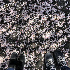お散歩/桜/春のフォト投稿キャンペーン/フォロー大歓迎/春/おでかけ/... 次女とお散歩♪
今年も桜は終わりですね🌸(1枚目)