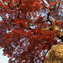 シンプルな暮らし/暮らし/紅葉/お散歩/秋/フォロー大歓迎/... 立派な紅葉の木(1枚目)