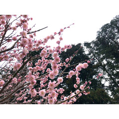梅の花/LIMIAおでかけ部/フォロー大歓迎/おでかけ/風景/春の一枚 お散歩♪(1枚目)