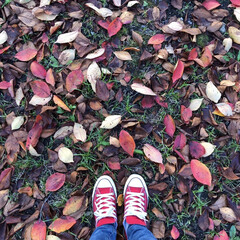 お出かけ/秋/お散歩/シンプルな暮らし/紅葉/暮らし/... 秋色の絨毯(1枚目)
