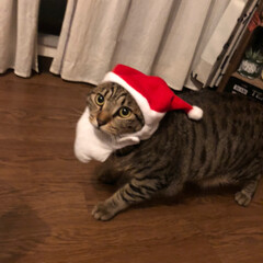 かぶりものねこ/観覧車/ペット/猫/クリスマスツリー/クリスマス こんばんは❤
先日のphotoへの コメ…(4枚目)