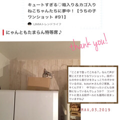 冷蔵庫の猫/オス猫/LIMIAトレンドライフ/アイデア特集に掲載ありがとうございます!/LIMIAペット同好会/フォロー大歓迎/... LIMIA公式アカウント、LIMIAトレ…