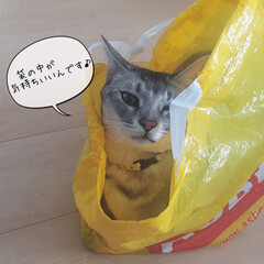 猫が好きなもの/猫は袋が好き/猫あるある/猫/猫好き/フォローありがとうございます/... 猫あるある！(4枚目)