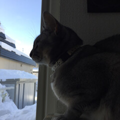 窓際の猫/ニャルソック/ニャン仲間募集/LIMIAペット同好会/フォロー大歓迎/はじめてフォト投稿/... 窓の外は雪だらけ。まだまだ溶けそうにもあ…(2枚目)