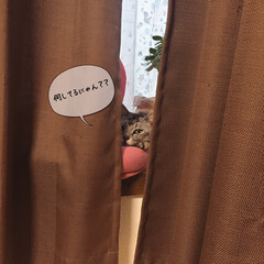 カーテンの隙間から/猫/窓辺の猫/ニャンテリア/猫派/フォロー大歓迎/... カーテンの隙間から😆(3枚目)