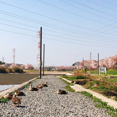 散歩/コロナに負けるな/がんばれ日本/大沼公園/桜 まだ、桜が咲き残ってます🌸散っている桜も…(4枚目)