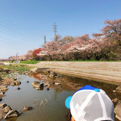 散歩/コロナに負けるな/がんばれ日本/大沼公園/桜 まだ、桜が咲き残ってます🌸散っている桜も…(5枚目)