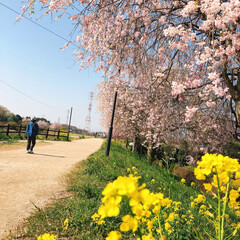 散歩/コロナに負けるな/がんばれ日本/大沼公園/桜 まだ、桜が咲き残ってます🌸散っている桜も…(2枚目)