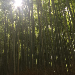夏休み/京都/おでかけ 夏の嵐山の風景です。

写真で見ると涼し…(2枚目)