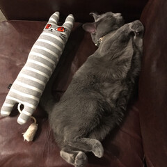 ペット/猫/ロシアンブルー/猫のおもちゃ ソファの上でお気に入りの猫のおもちゃを連…(1枚目)