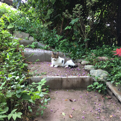 彼岸花/保護猫/秋/猫 店への階段で猫ちゃんが休憩していました。…(1枚目)