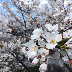 散歩/満開の桜/春の一枚/桜/おでかけ/風景 近所の桜が見事に満開だったので散歩してき…(1枚目)