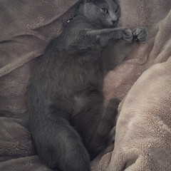 猫あるある/ロシアンブルー/ペット/猫 私の布団の上で寝るアークを朝イチ撮りまし…(1枚目)