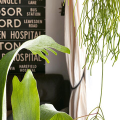 リプサリス/植物のある暮らし/ボタニカル/インテリア/住まい/暮らし リビング窓際の植物は緑が強くなってきて、…(1枚目)