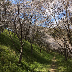 桜/春の一枚/満開の桜/散歩/おでかけ/風景 毎年桜が見事な桜並木道です。
満開だった…(1枚目)