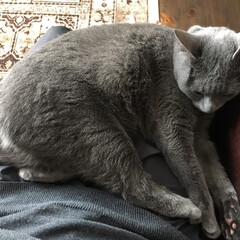 うちの子ベストショット/ロシアンブルー/猫/ペット 膝の上から離れず、ぐっすり寝ているアーク…(1枚目)
