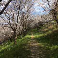 満開の桜/桜/おでかけワンショット/LIMIAおでかけ部/おでかけ/風景 大好きな散歩コースです。
どの季節もとて…(1枚目)