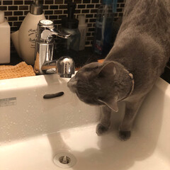 ロシアンブルー/猫あるある/猫と暮らす/猫と暮らすインテリア/猫とインテリア/ペット/... 朝はトイレ横の洗面台に待機しているアーク…(1枚目)